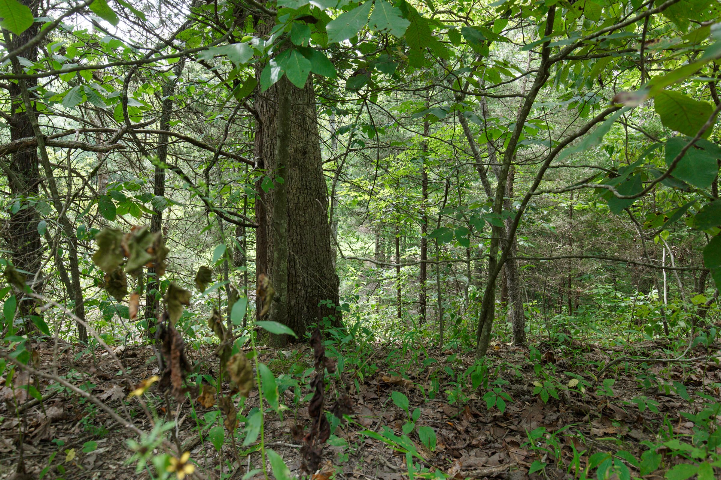 Tract 298 at Springlake in Miller County, Missouri