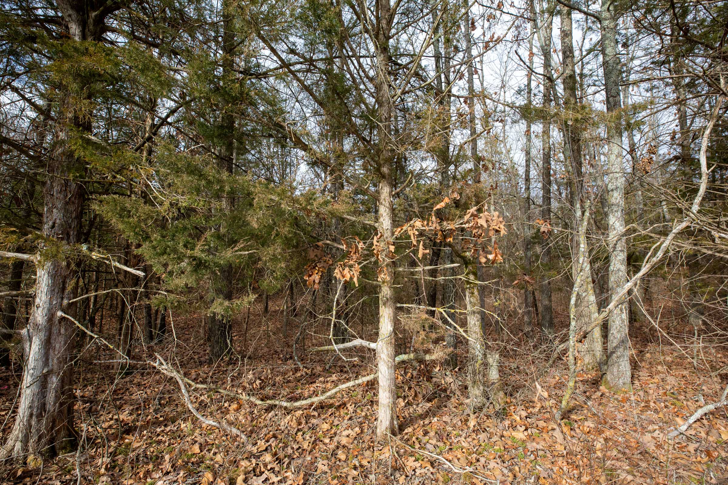 Tract 1 at Forest Hill in Texas County, Missouri