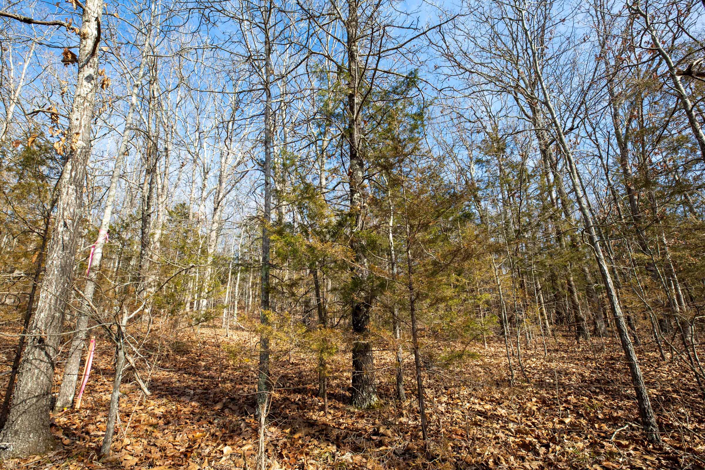 Tract 12 at Forest Hill in Texas County, Missouri