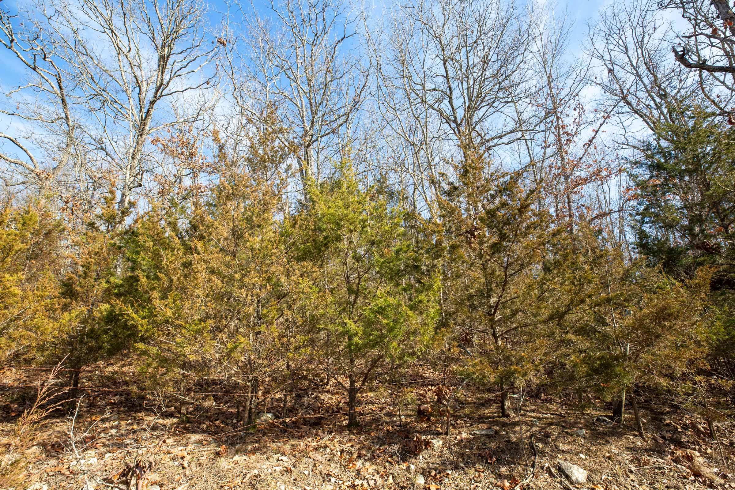 Tract 13 at Forest Hill in Texas County, Missouri
