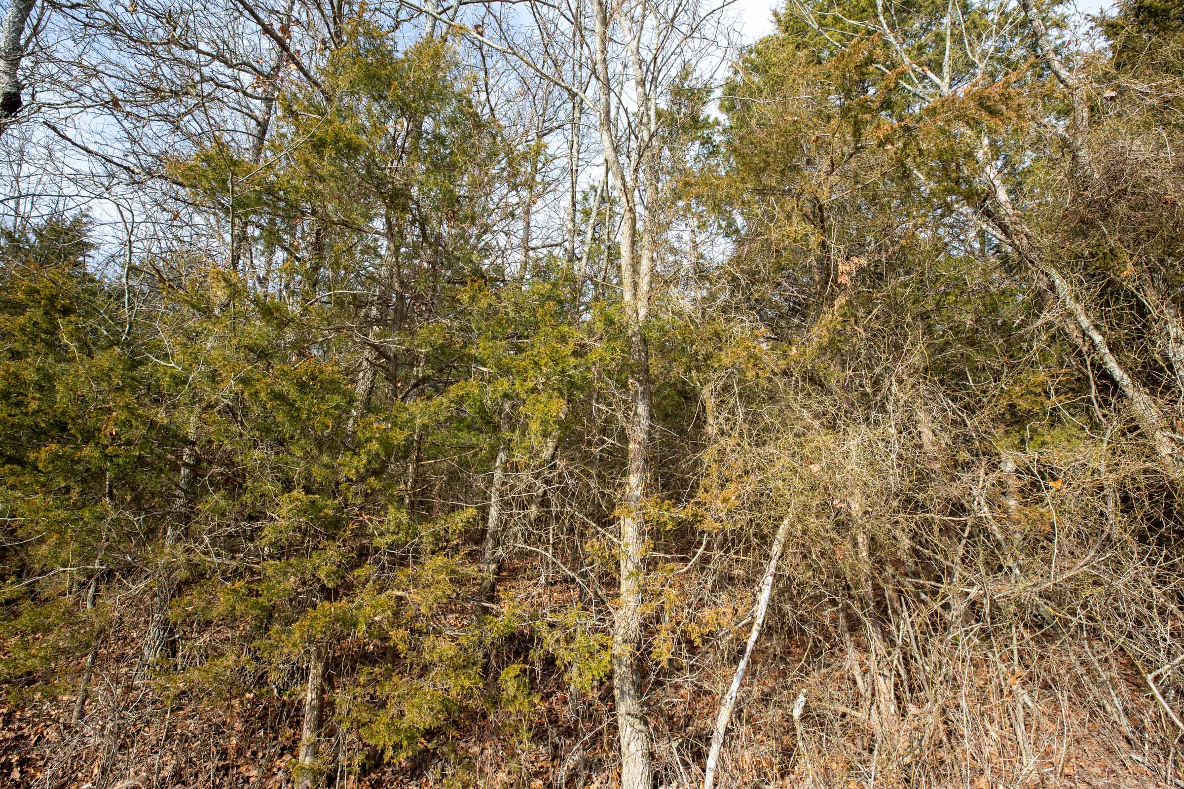 Tract 2 at Forest Hill in Texas County, Missouri