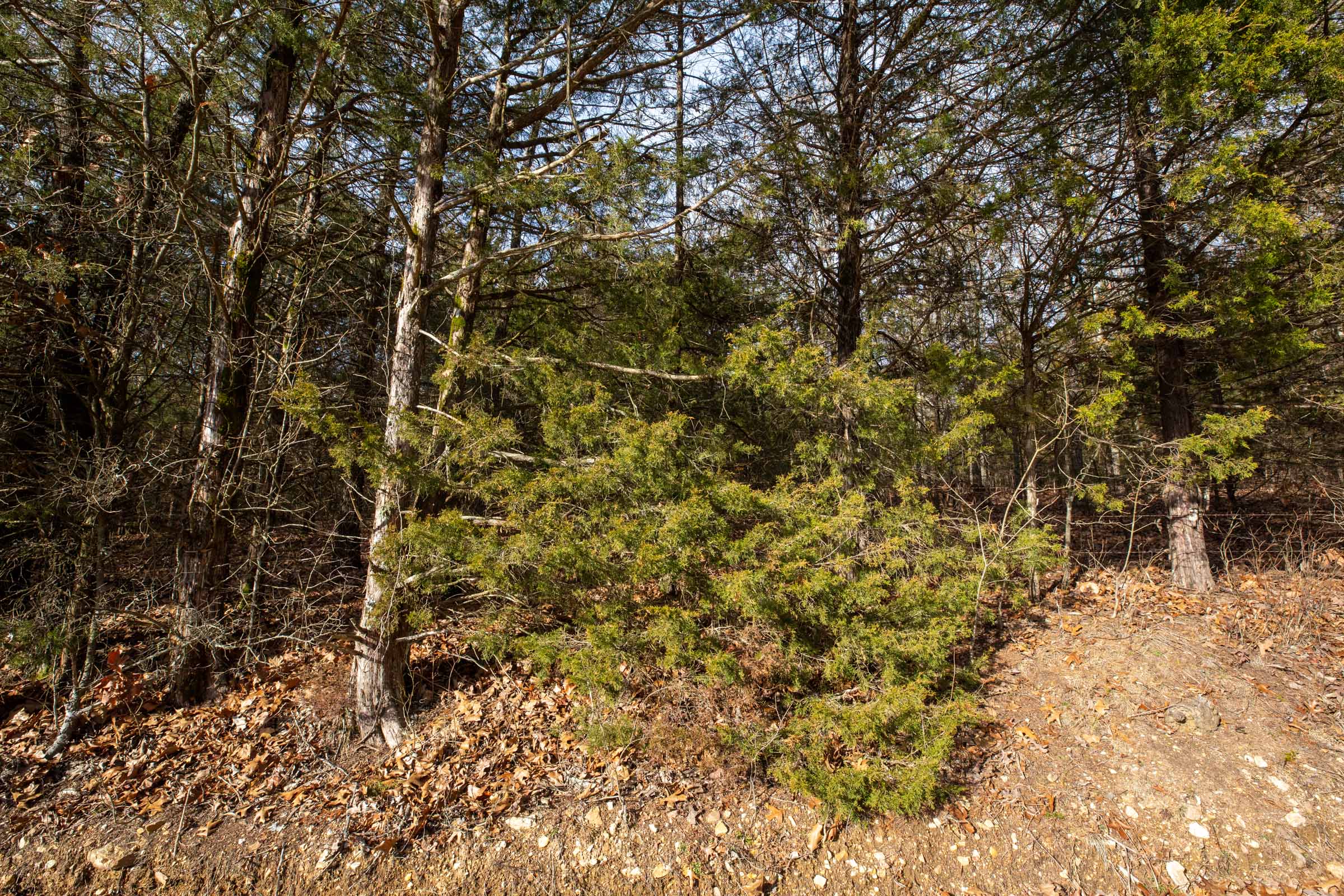 Tract 3 at Forest Hill in Texas County, Missouri