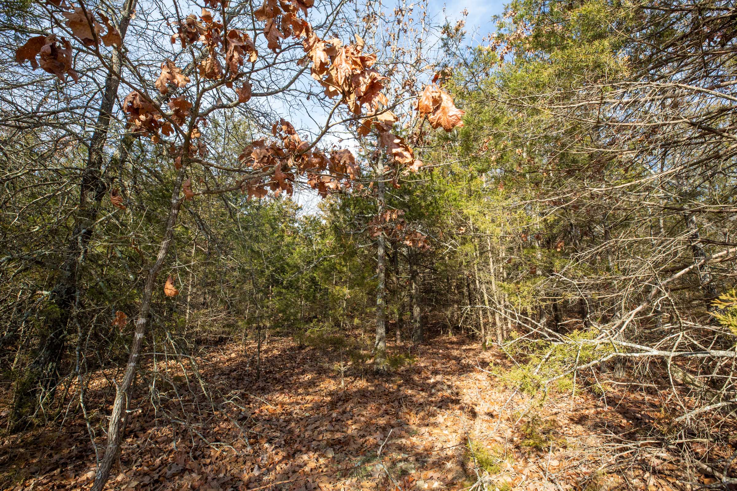 Tract 4 at Forest Hill in Texas County, Missouri