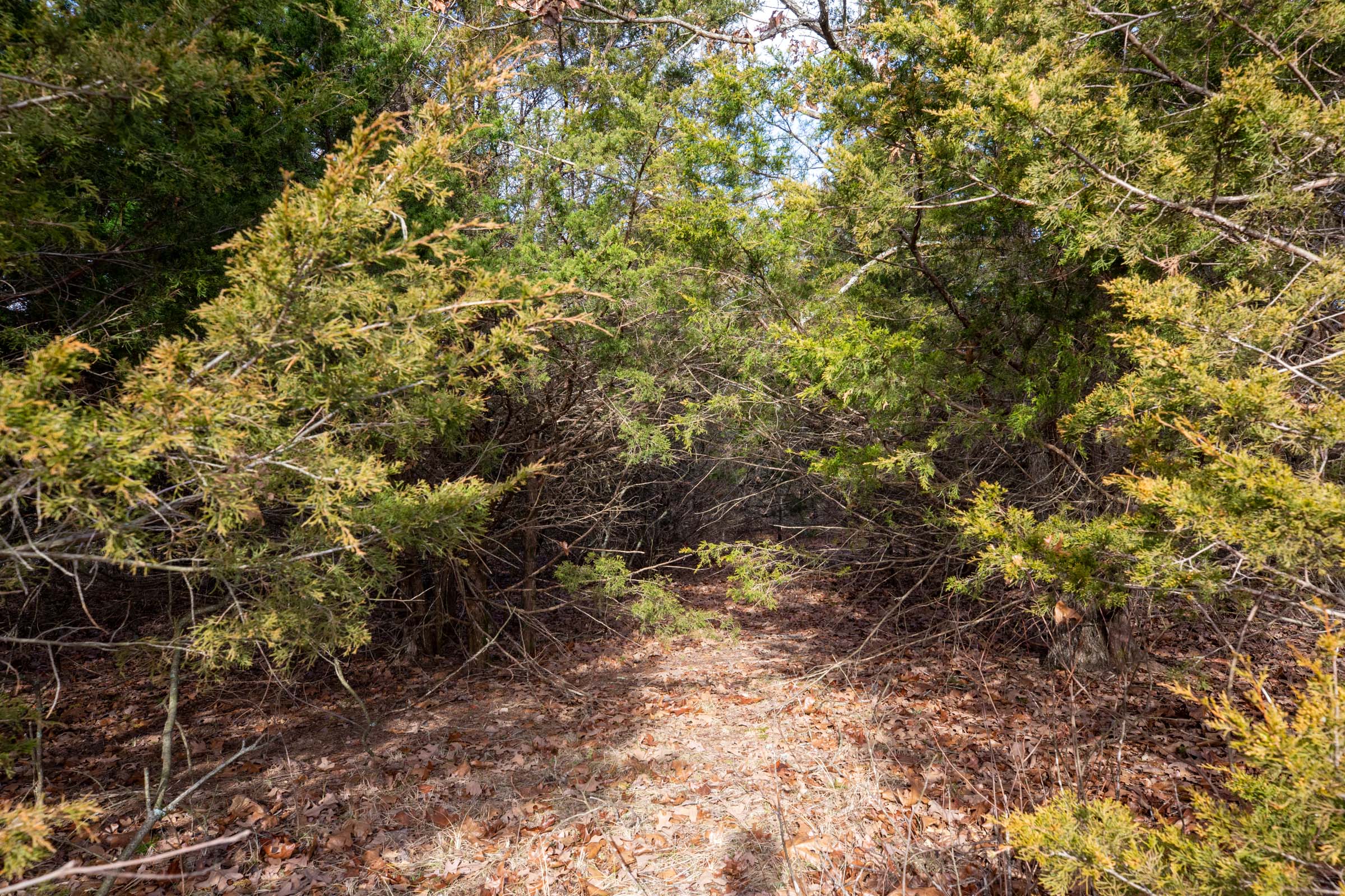 Tract 7 at Forest Hill in Texas County, Missouri